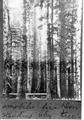 Western Tamrack, Douglas Fir, Western Hemlock, Amabiles fir.  Don Cronk standing by fir tree.