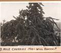 Three Mile Cherries - 1910, Will Rawson in photo, Addition description on file