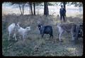 Goats at Hill Pasture Farm, circa 1965