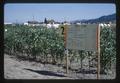 Sweet corn fertilizer trial on Jackson Farm, Corvallis, Oregon, 1966