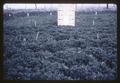 Alfalfa fertilizer response test plot, central Oregon, circa 1965