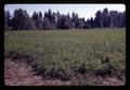 Carrot field near Albany, Oregon, August 1969