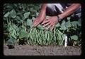 Heavy pod set on bean plant, Oregon, 1977