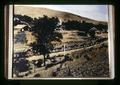 Tinted photograph of wheat mule train, Oregon, circa 1973