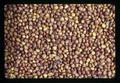 Closeup of clover seeds, Oregon, 1971