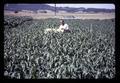 Researcher with heated sudan grass plot at Hyslop Farm, Corvallis, Oregon, circa 1971