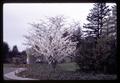 Flowering crabapple in Al Roberts' yard, Corvallis, Oregon, circa 1970