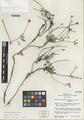 Eriogonum cronquistii Reveal