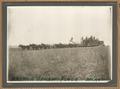 Harvesting on the Arthur Smith Place, Moro - 1916