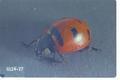 Coccinella transversoguttata richardsoni (Transverse lady beetle)
