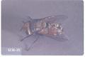 Gonia longipulvilli (Tachina fly)