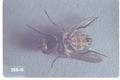 Musca domestica (House fly)