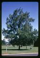 Pesticide treated tree at OSU, Corvallis, Oregon, 1967