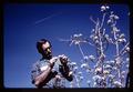 Superintendent Porter Lombard emasculating a pear blossom, Southern Oregon Experiment Station, Medford, Oregon, February 1970