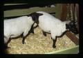 Sheep, Benton County Fair, Corvallis, Oregon, circa 1973