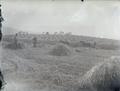 Harvesting grain?, Central or Eastern Oregon