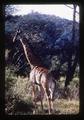 Giraffe, Africa, 1976