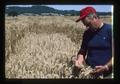 Warren Kronstad in wheat plot, Oregon, August 1975