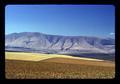 Wheat and fallow fields, Kaseberg ranch, Sherman County, Oregon, 1974