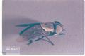 Tabanus punctifer (Horse fly)