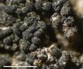 Peccania coralloides