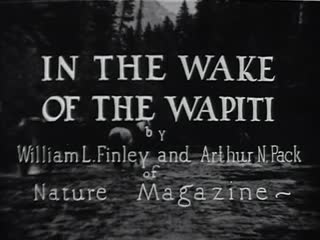 In the Wake of the Wapiti