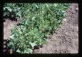 Deer damage to bush beans, Oregon, 1977