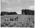 Pickers in large strawberry field