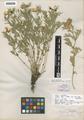Lathyrus albus S. Watson