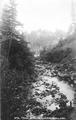 Trout stream near Roseburg, Oregon