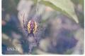 Argiope aurantia (Yellow garden spider)