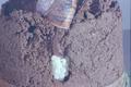 Helix aspersa (Brown garden snail)