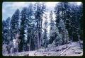 Pleocoma minor site near Quartz Mountain, circa 1965