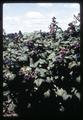 Closeup of blackcap raspberries near Junction City, Oregon, June 29, 1969