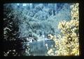 Brushy weeds along river, 1981