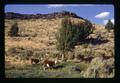 Hereford cattle on range, Lake County, Oregon, circa 1972