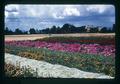 Flower seed production trials, southern Oregon, August 1972