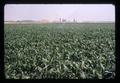 American Can plant and corn near Halsey, Oregon, circa 1971