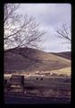 Sheep and cattle in feedlot, Morrow County, Oregon, circa 1971