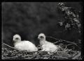 Golden eagle chicks in nest