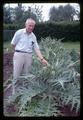 Superintendent Richard Bullock with artichokes, North Willamette Experiment Station, Aurora, Oregon, circa 1965