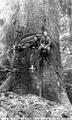 Giant Spruce Tree near Seaside, Oregon