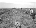 Potato harvest