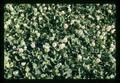 Closeup of white clover field near Dayton, Oregon, May 1971