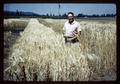 Dr. Wilson H. Foote in Benton spring barley and Zimmerman wheat, 1964