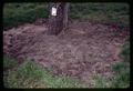 Weed control in orchard plot, The Dalles Extension Service, Oregon State University, March 27, 1968