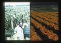 Composite slide of farmers harvesting and field of lilies, 1979