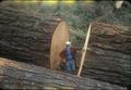Man standing between cut sections of  verylarge tree
