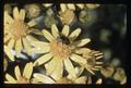 Parasitic fly on tansy ragwort flower, 1966