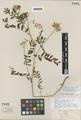 Astragalus umbraticus Sheldon